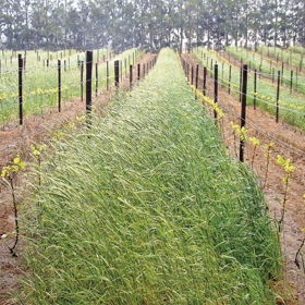 covercrops_thumbnail