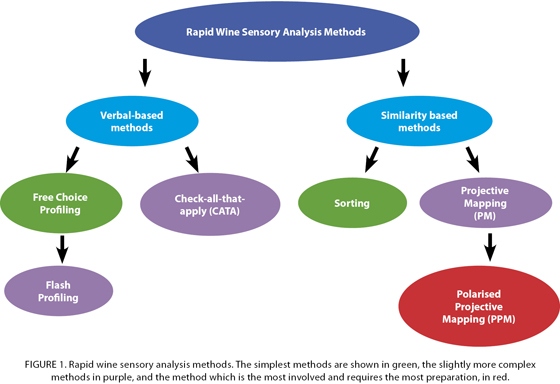 sensory evaluation of wine part 1 wineland magazine sensory analysis