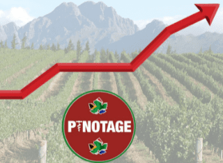 Pinotage labelled SA wine’s ‘fairy-tale’ success story with record growth and turnover