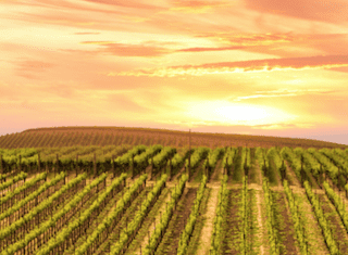 Leave your operations in the capable hands of farm-sitter Kobus White this December