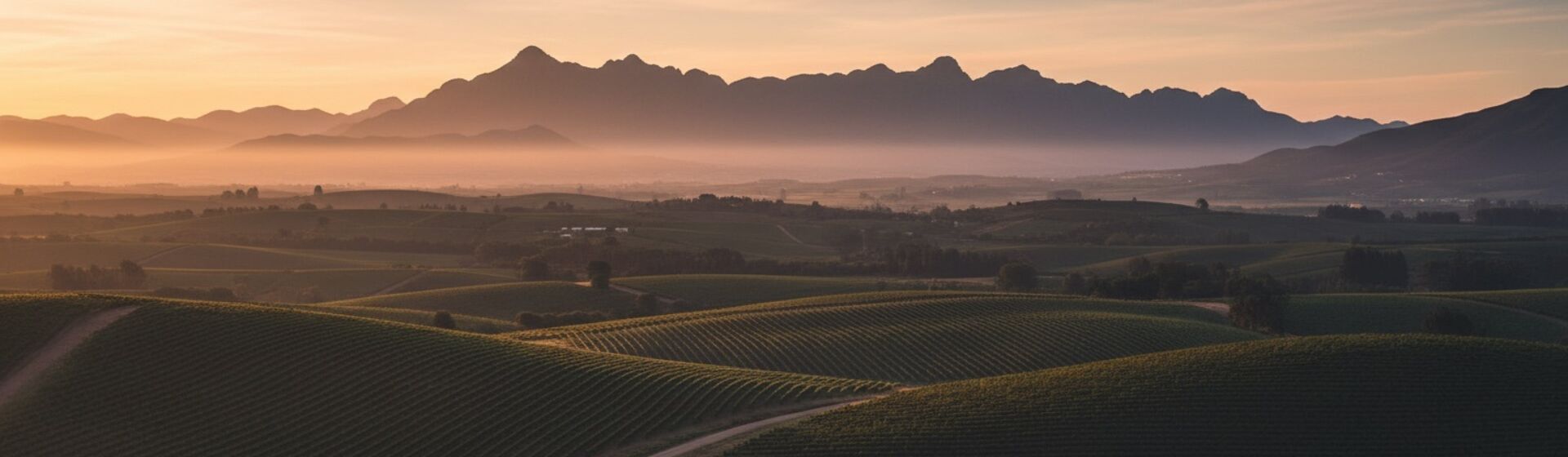 Winelands at dusk