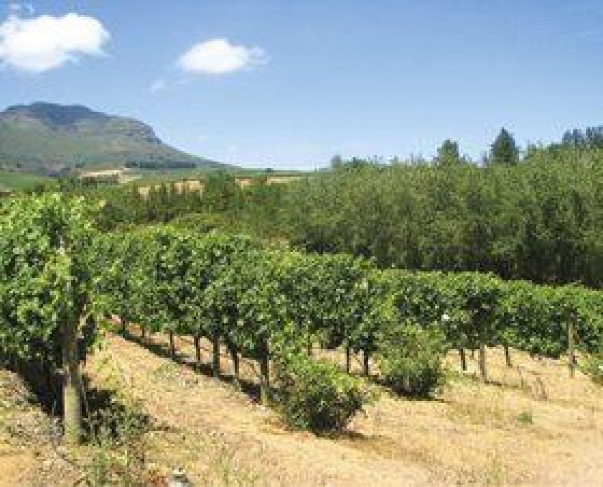 Vineyardandcellarupdate photo2 oherimage