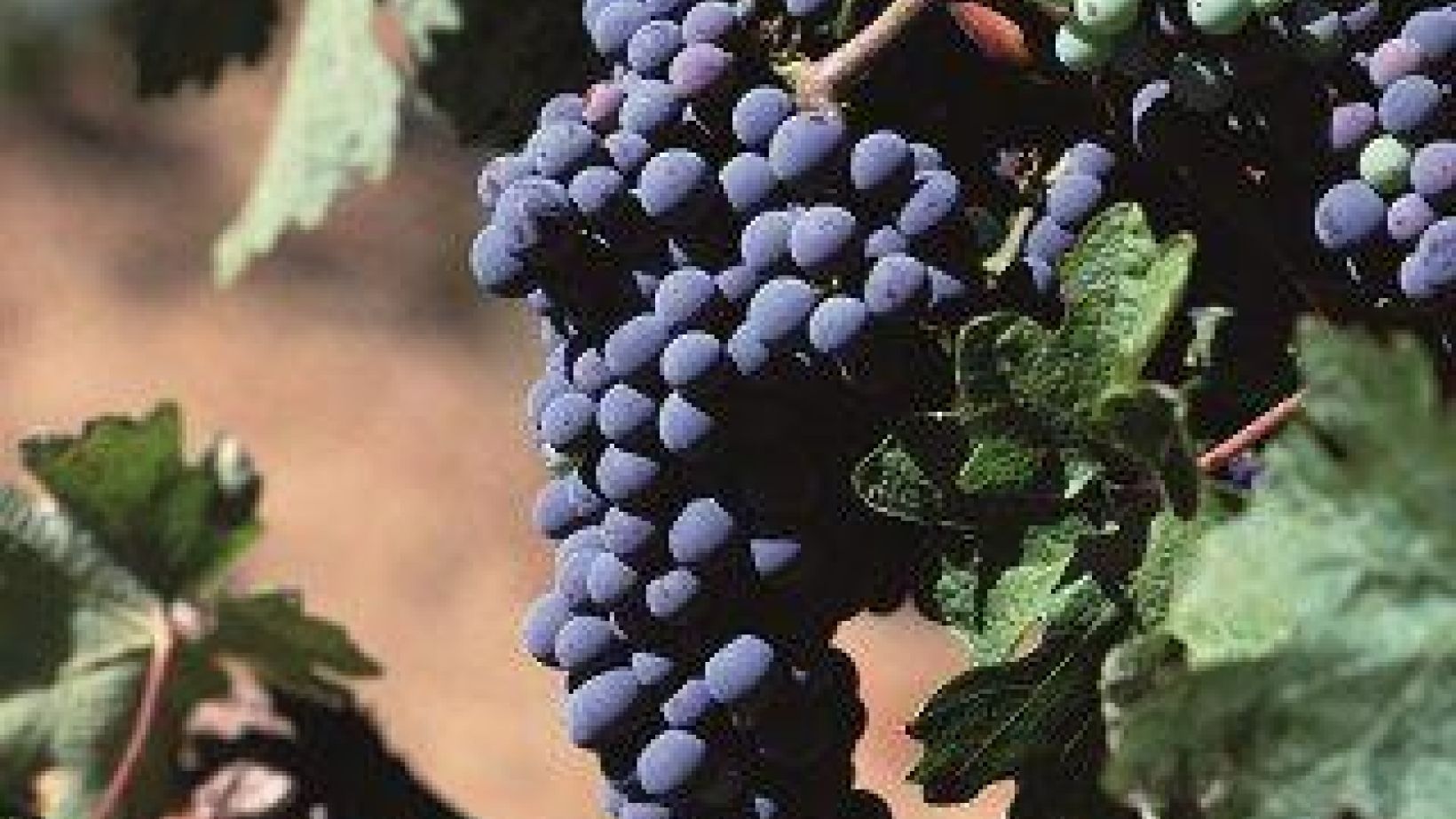 Cabernet Sauvignon mos wyn p H reaksie Foto Hendrik Holler 002