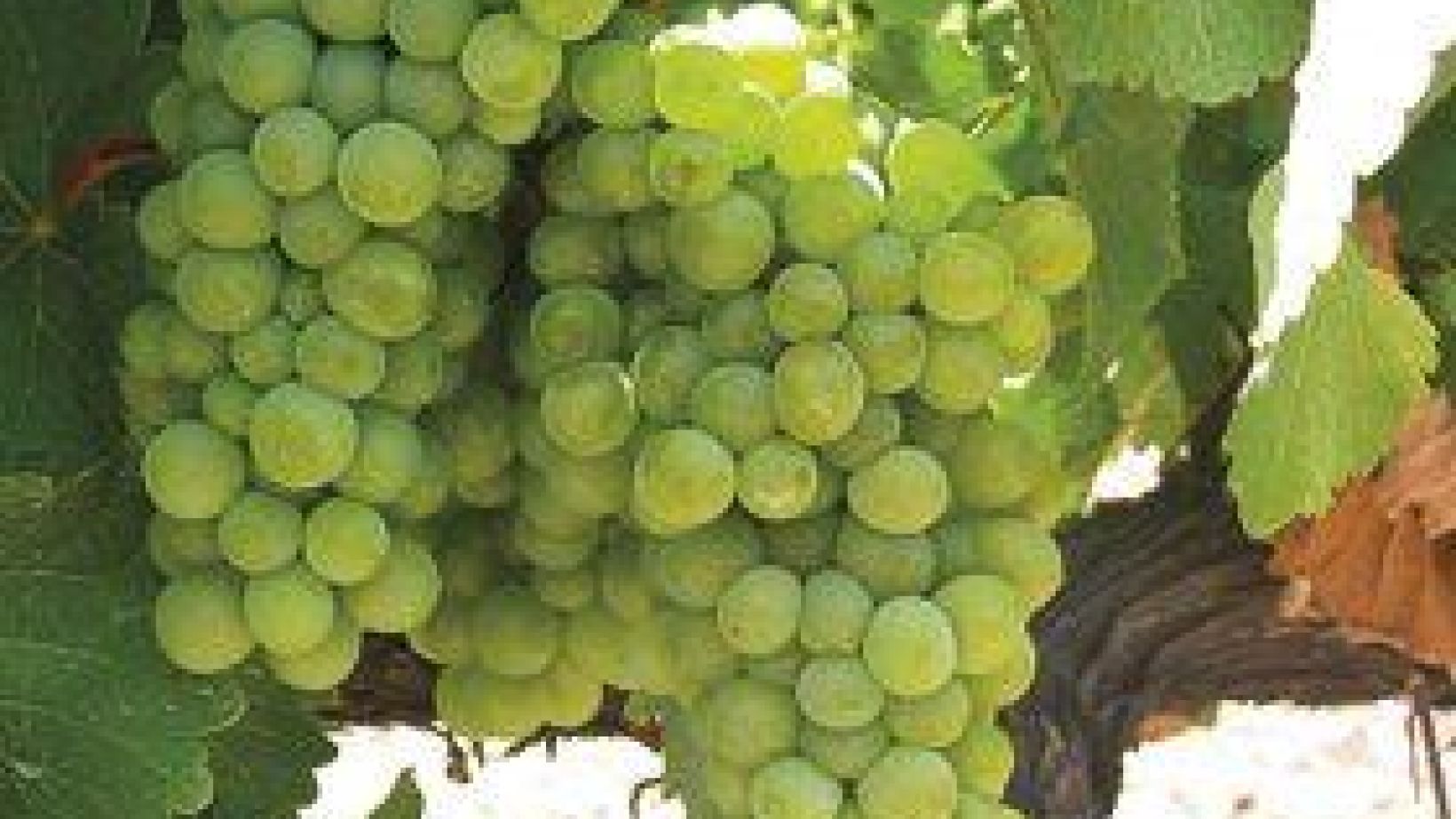 Vineyardandcellarupdate photo1 thumbnail