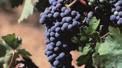 Cabernet Sauvignon mos wyn p H reaksie Foto Hendrik Holler 002