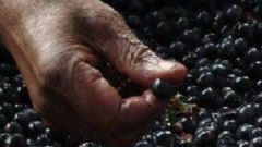 Cellar worker 1