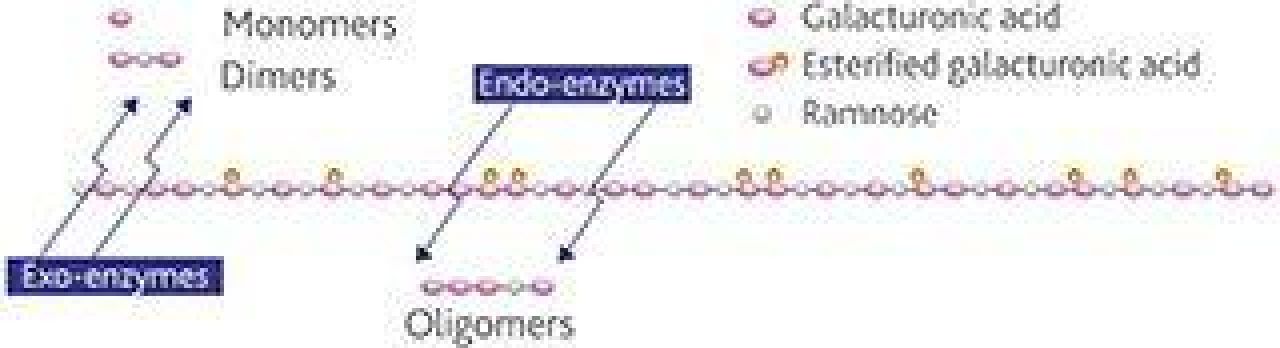 Wine enzymes figure3 otherimage