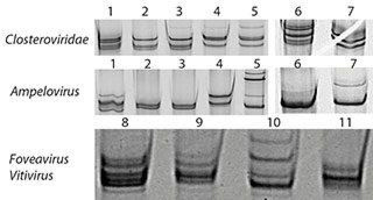 Evaluation of wine figure1