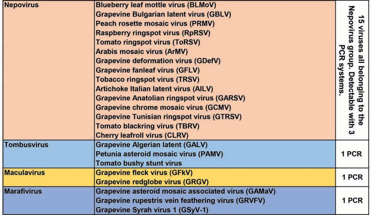 Detection identification of grapevine viruses Figure 1 1