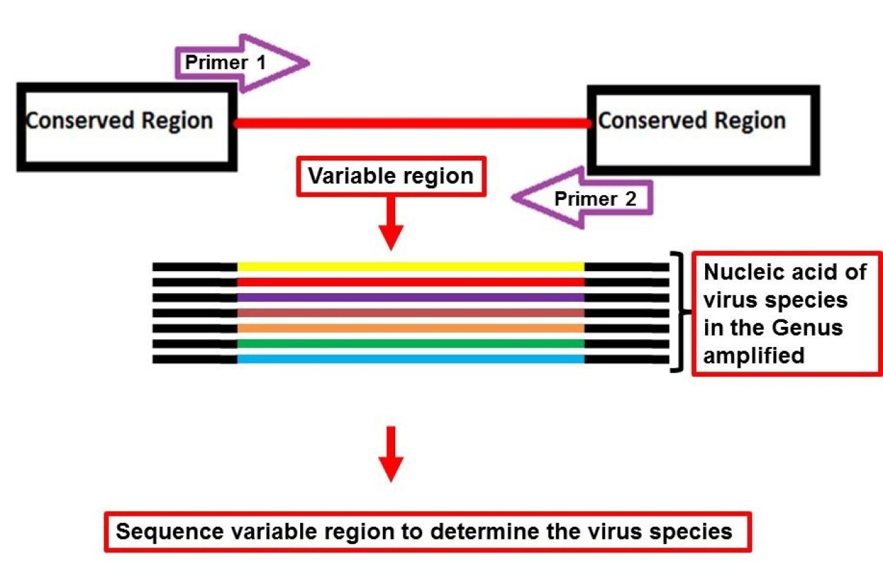 Detection identification of grapevine viruses Figure 2