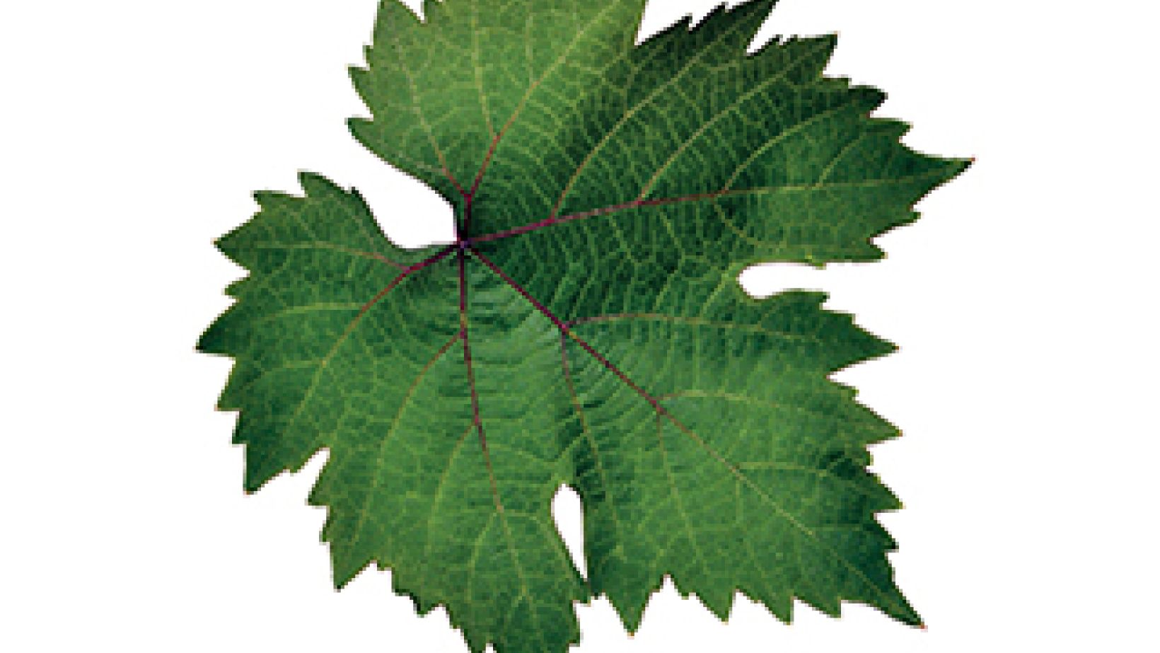 GenZ_leaf