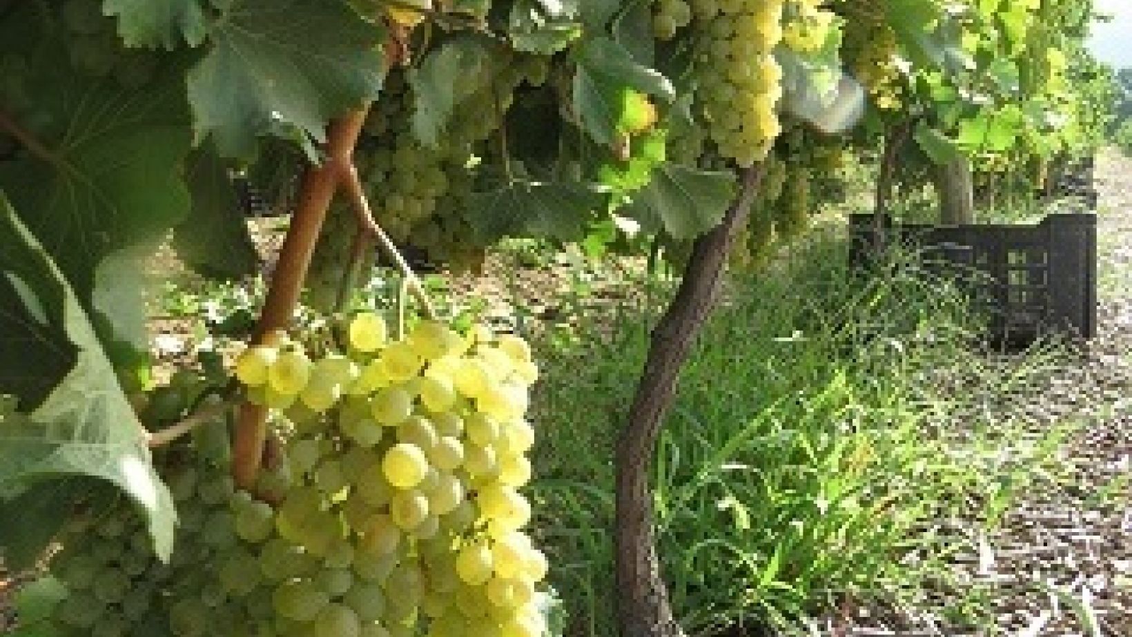 Harvest