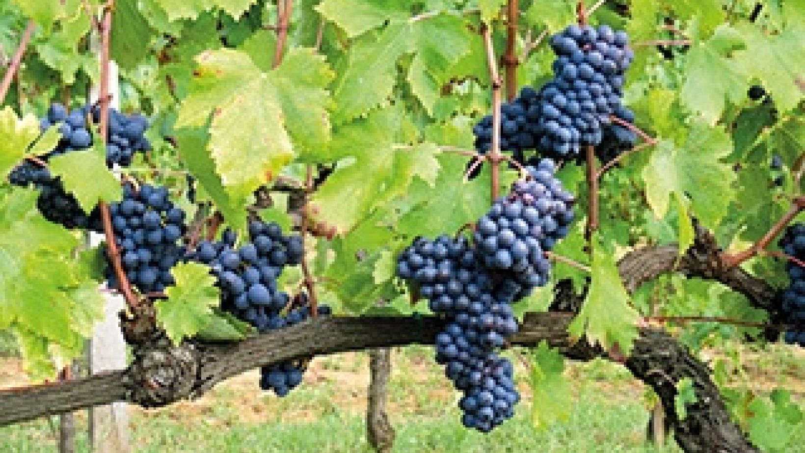 In the cellar Figure 3 1