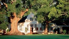 Vergelegen homestead with camphor trees