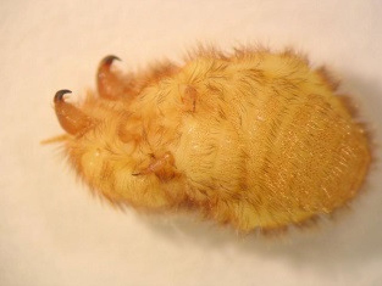 Wingerdmargarodes Figuur 3 1