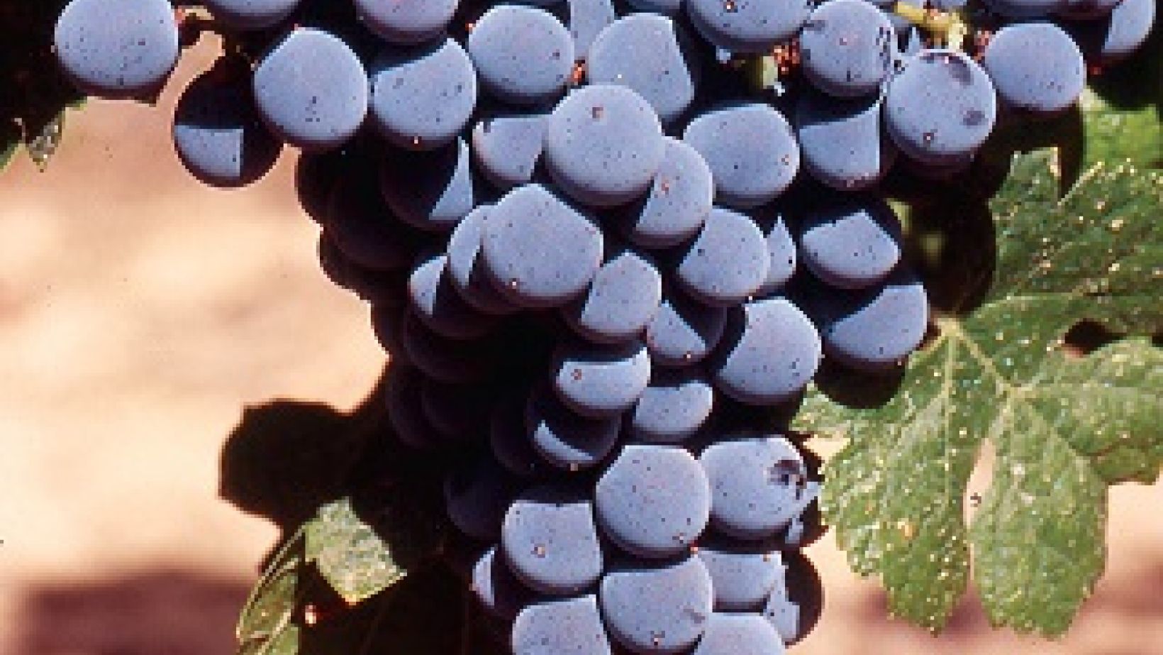 Vititec clones 1