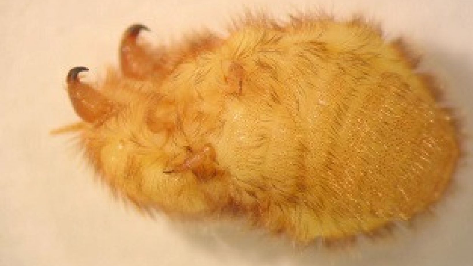 Wingerdmargarodes Figuur 3