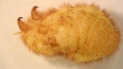 Wingerdmargarodes Figuur 3