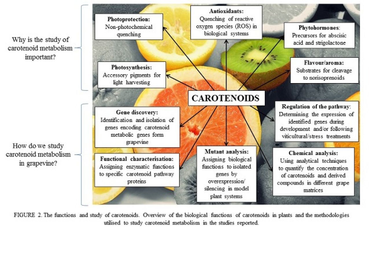 Berry stress wine quality Figure 2