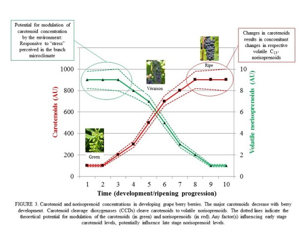 Berry stress wine quality Figure 3