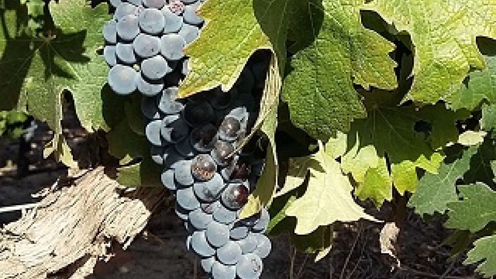 Berry stress wine quality