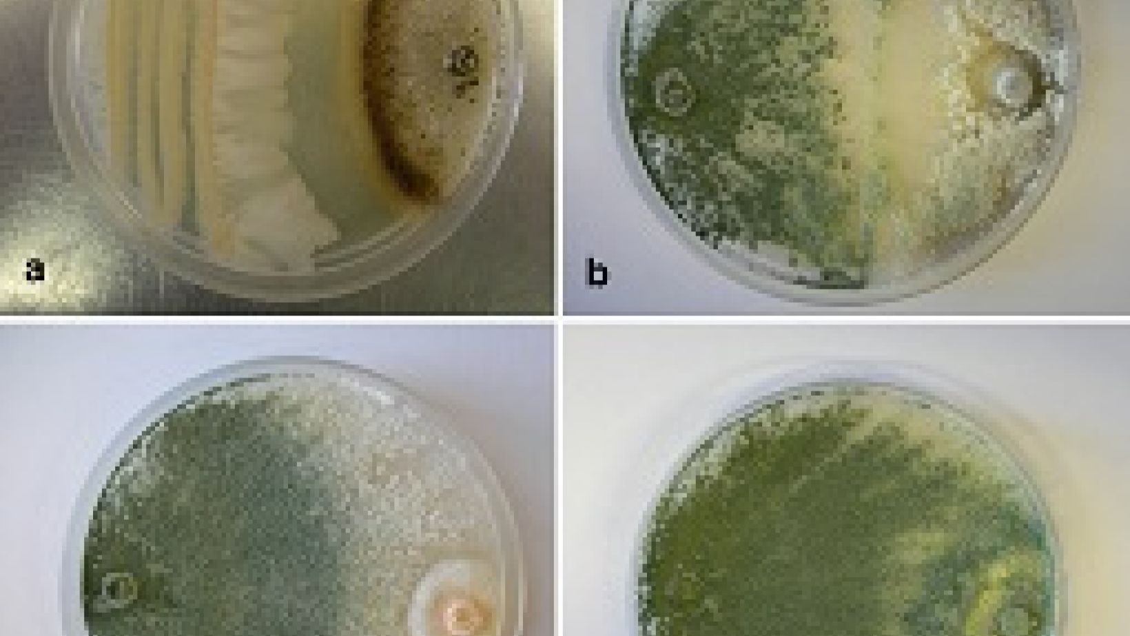 Biobeheeragente vir stampatogene Figuur 1