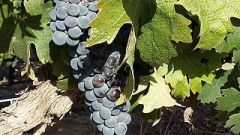 Berry stress wine quality