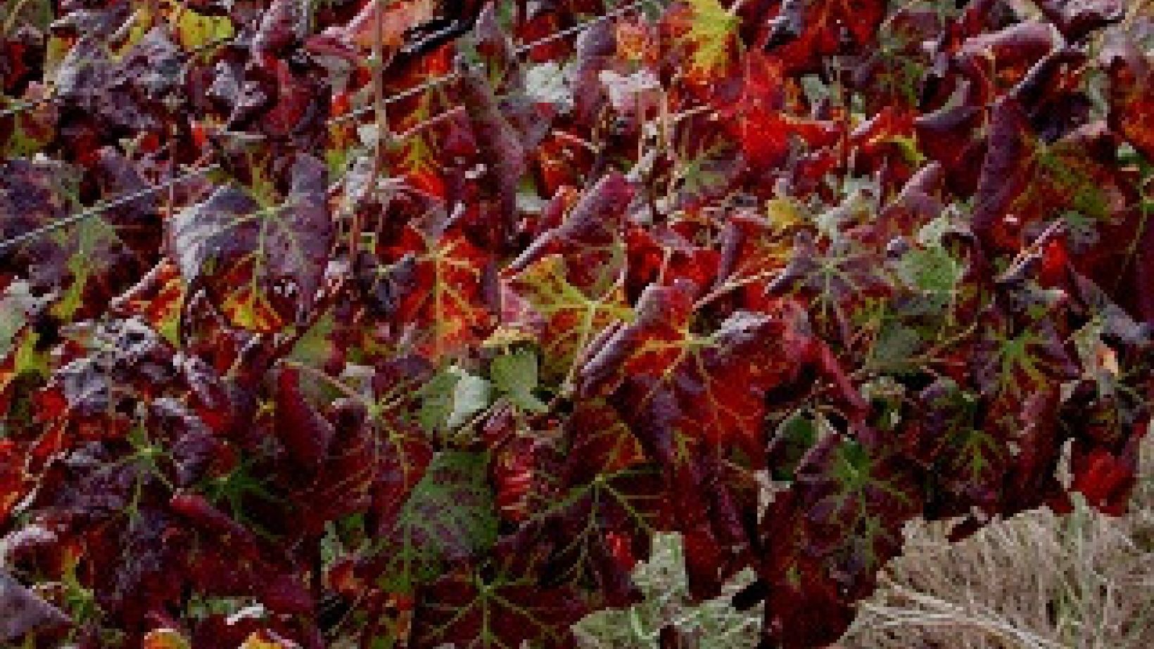 Leafroll WEB