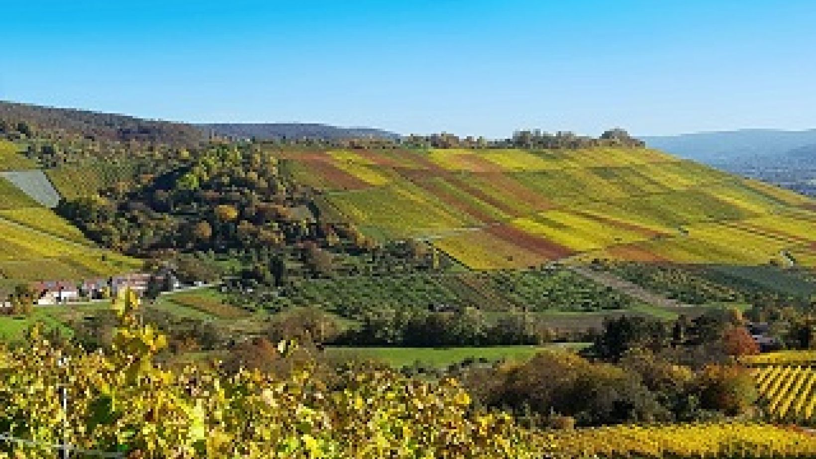 Vinpro Winetech info days