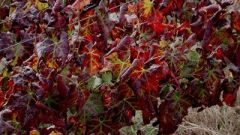Leafroll WEB