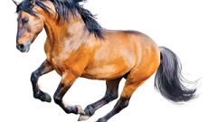 Mystery that is Brett horse