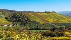 Vinpro Winetech info days