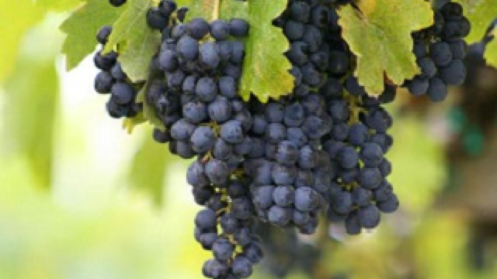 Bordeaux grapes cropped