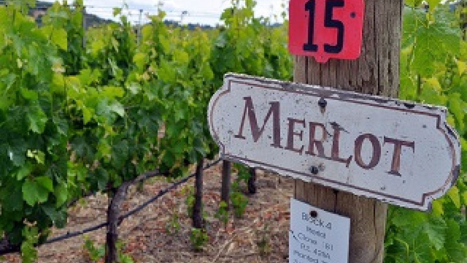 Merlot cropped