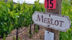 Merlot cropped
