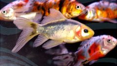 Fish320