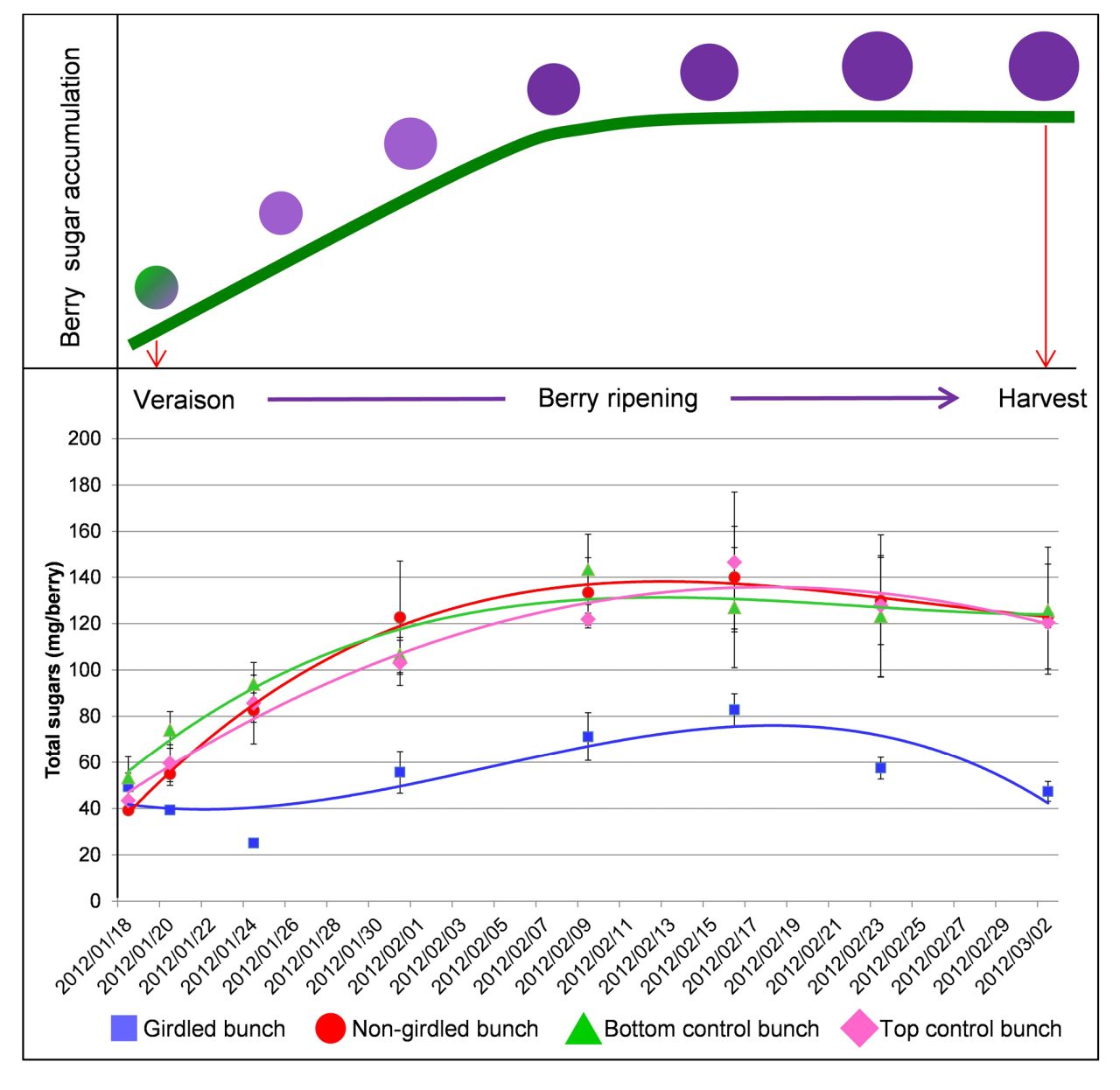 Sugars on move through vine Figure 3 WEB