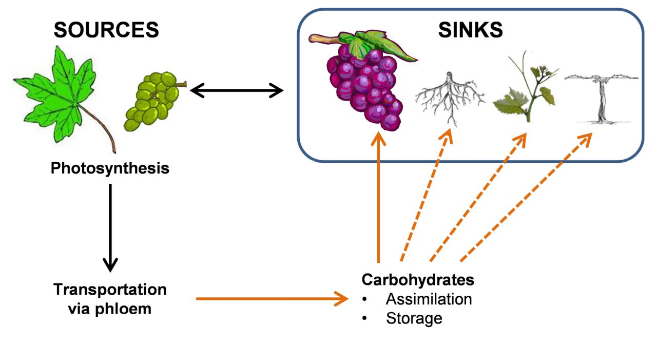 Sugars on move through vine Figure 1 WEB