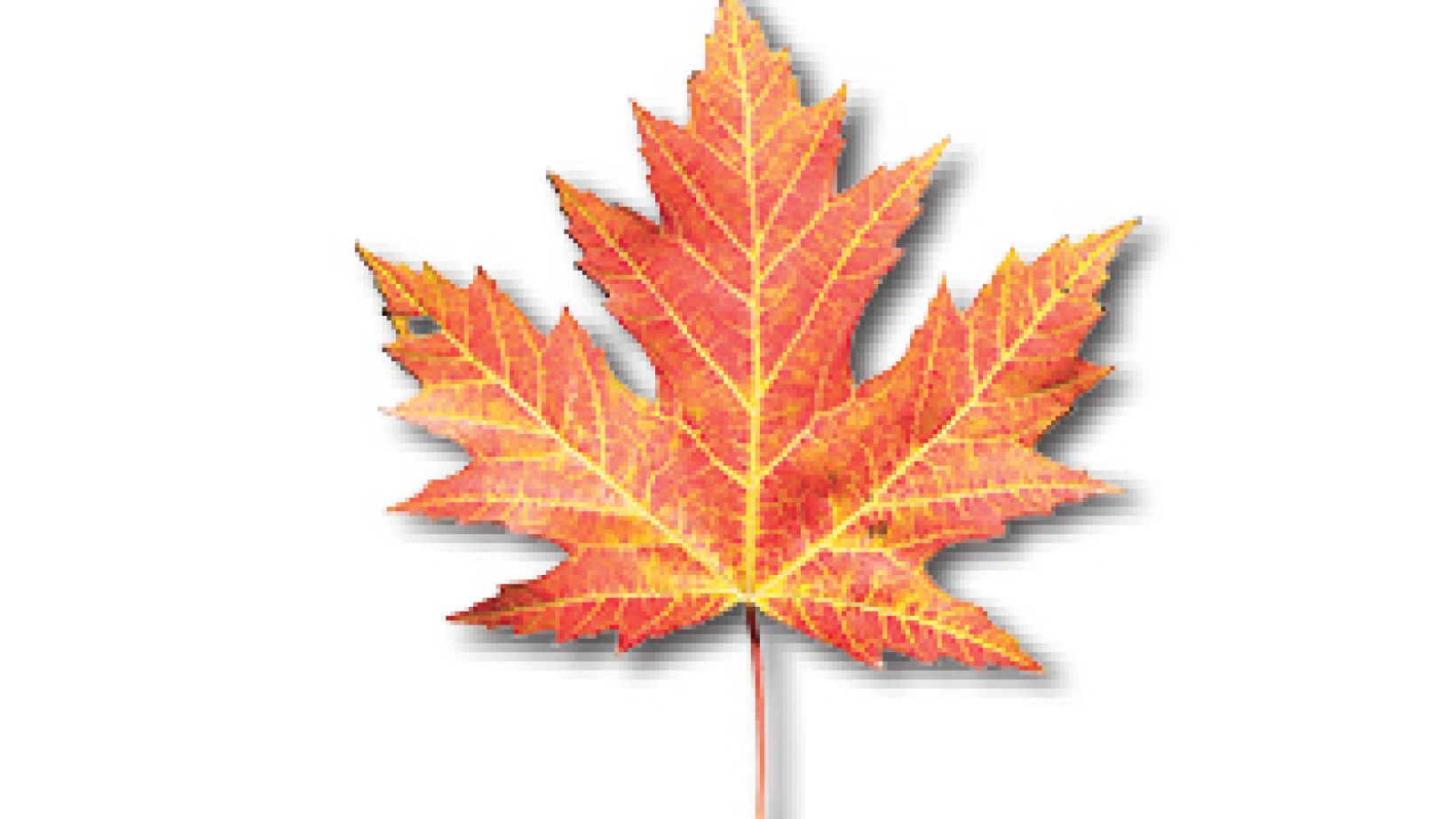 Maple Leaf