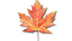 Maple Leaf
