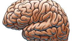 Brain