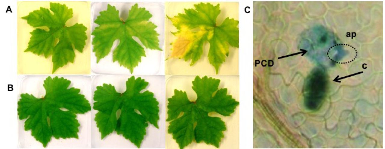 Patogeen Figure2