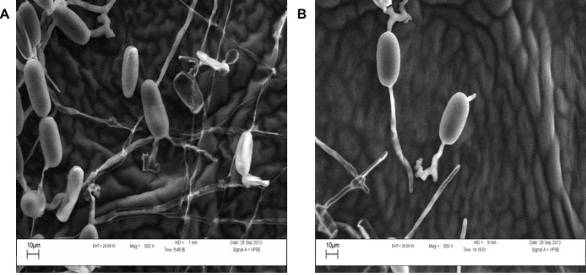 Patogeen Figure3