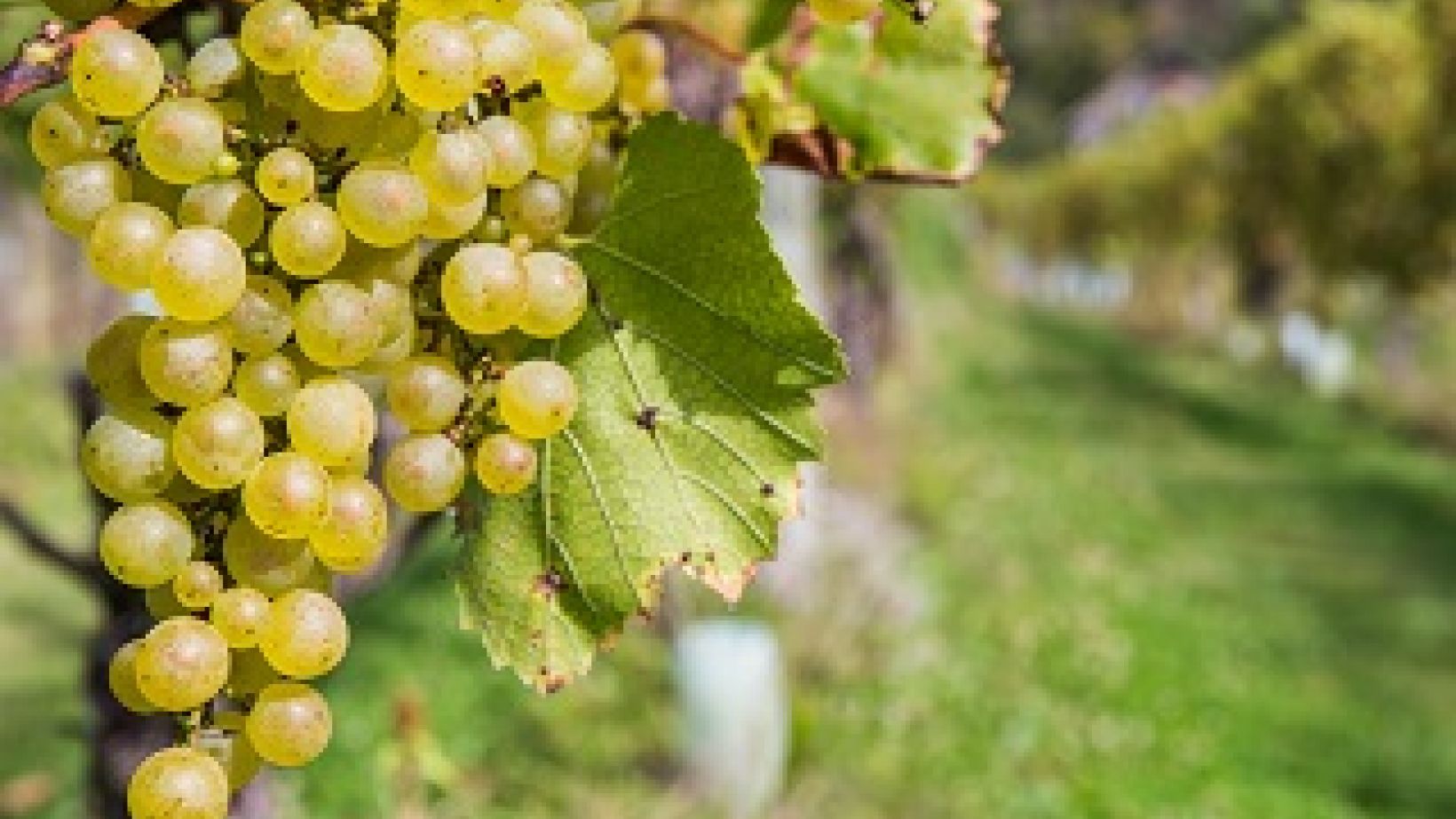 www.mtnittanywinery.com
