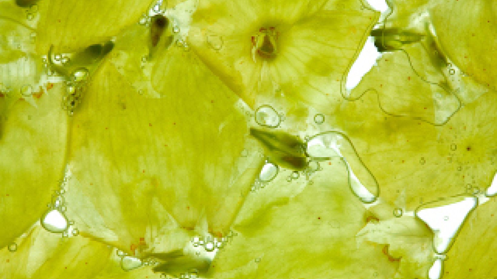 Sauv Blancfoto