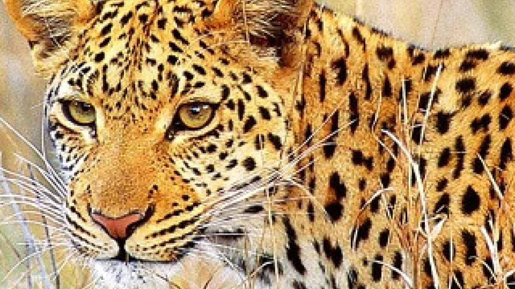 Leopard pic cropped