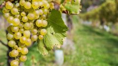 Chardonnay