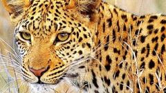 Leopard pic cropped