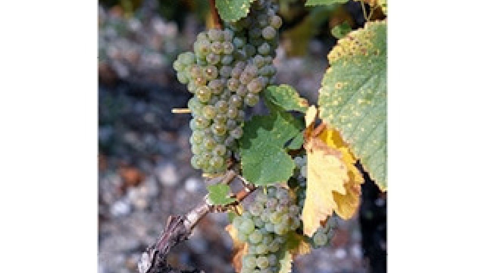 Chardonnay geure hooffoto 1