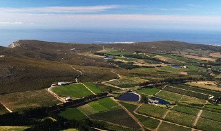 Hermanus cropped